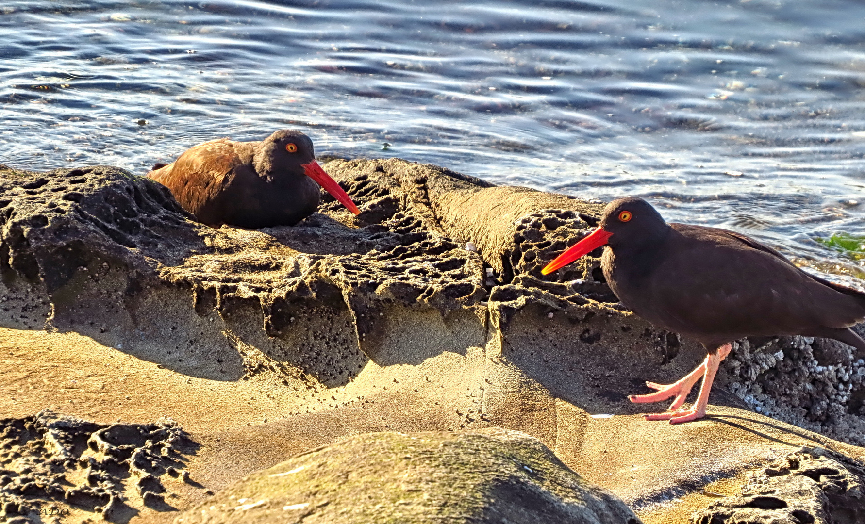 Mr. and Mrs. Black Oystercatcher