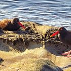 Mr. and Mrs. Black Oystercatcher