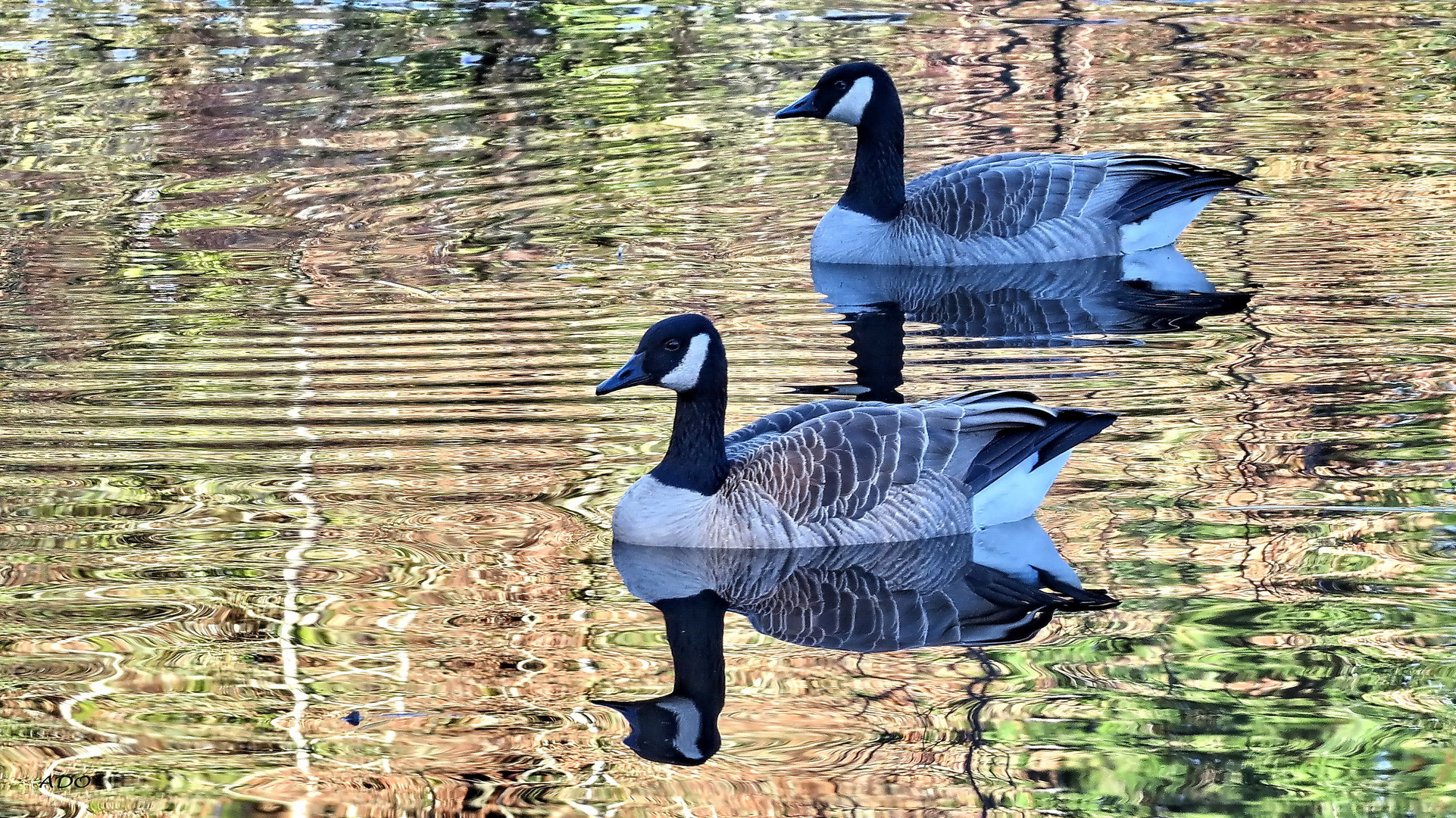 Mr. and Mrs. Canada Goose