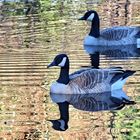 Mr. and Mrs. Canada Goose