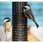 Mr. and Mrs. Chickadee