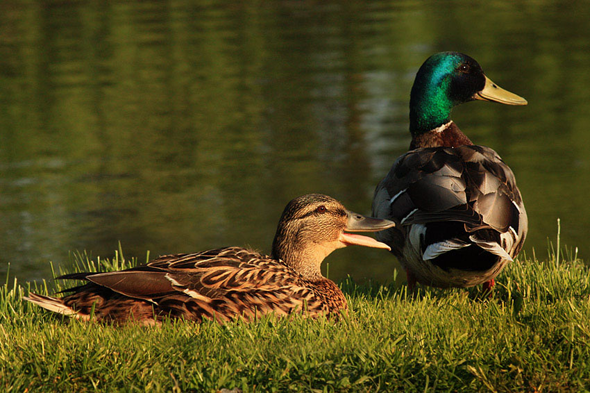 Mr. and Mrs. Duck