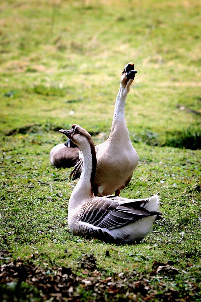 Mr And Mrs Goose