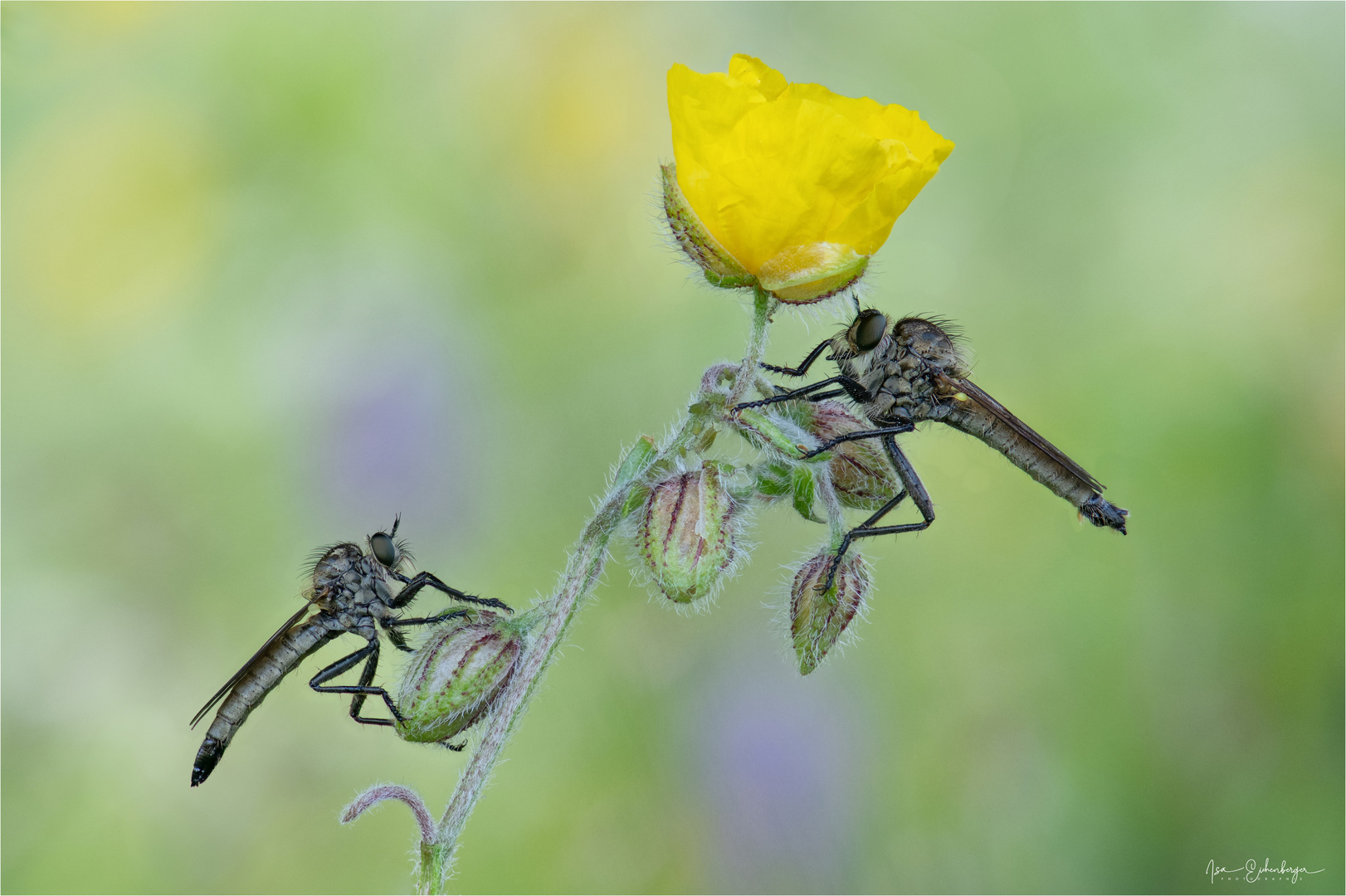 Mr. and Mrs. Robberfly