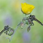 Mr. and Mrs. Robberfly