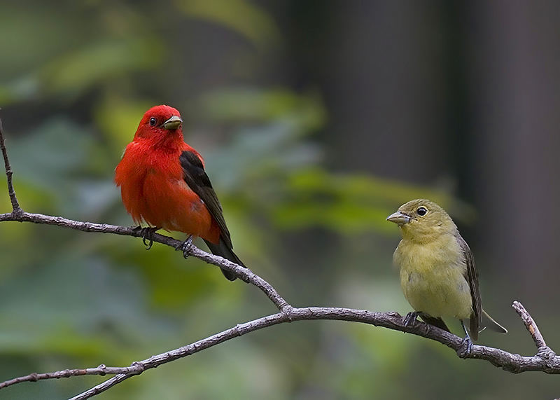 Mr and Mrs Scarlet Tanager