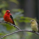 Mr and Mrs Scarlet Tanager