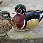 Mr. and Mrs. Wood Duck