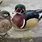 Mr. and Mrs. Wood Duck