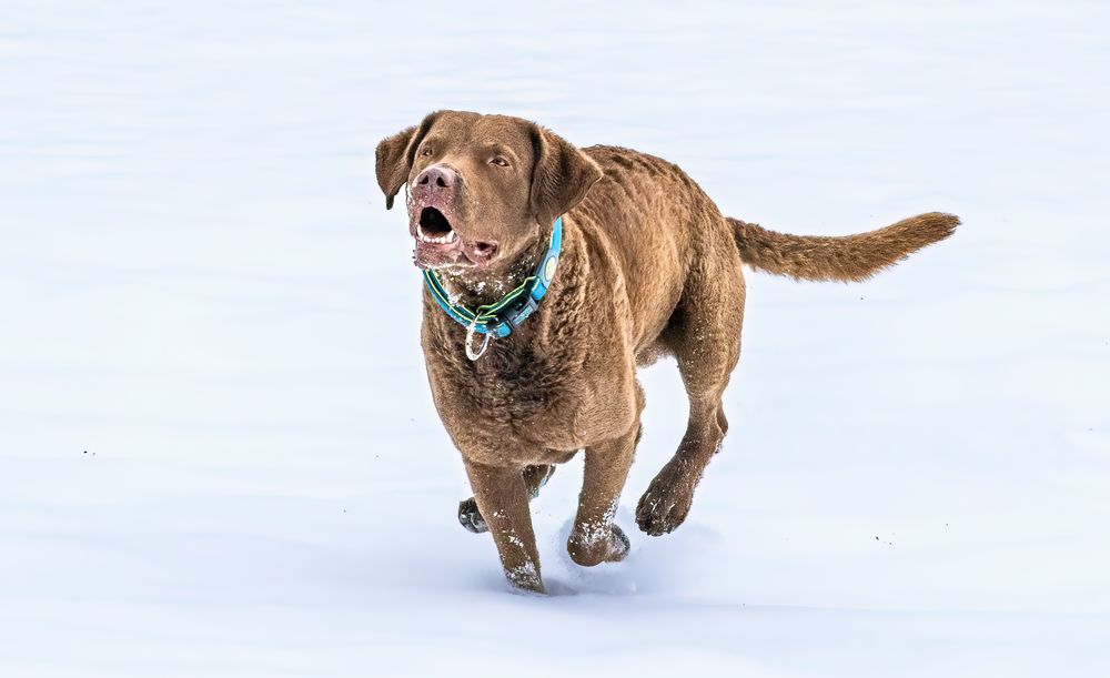 Mr. B im Schnee