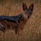 Mr. BBJ - Black Backed Jackal