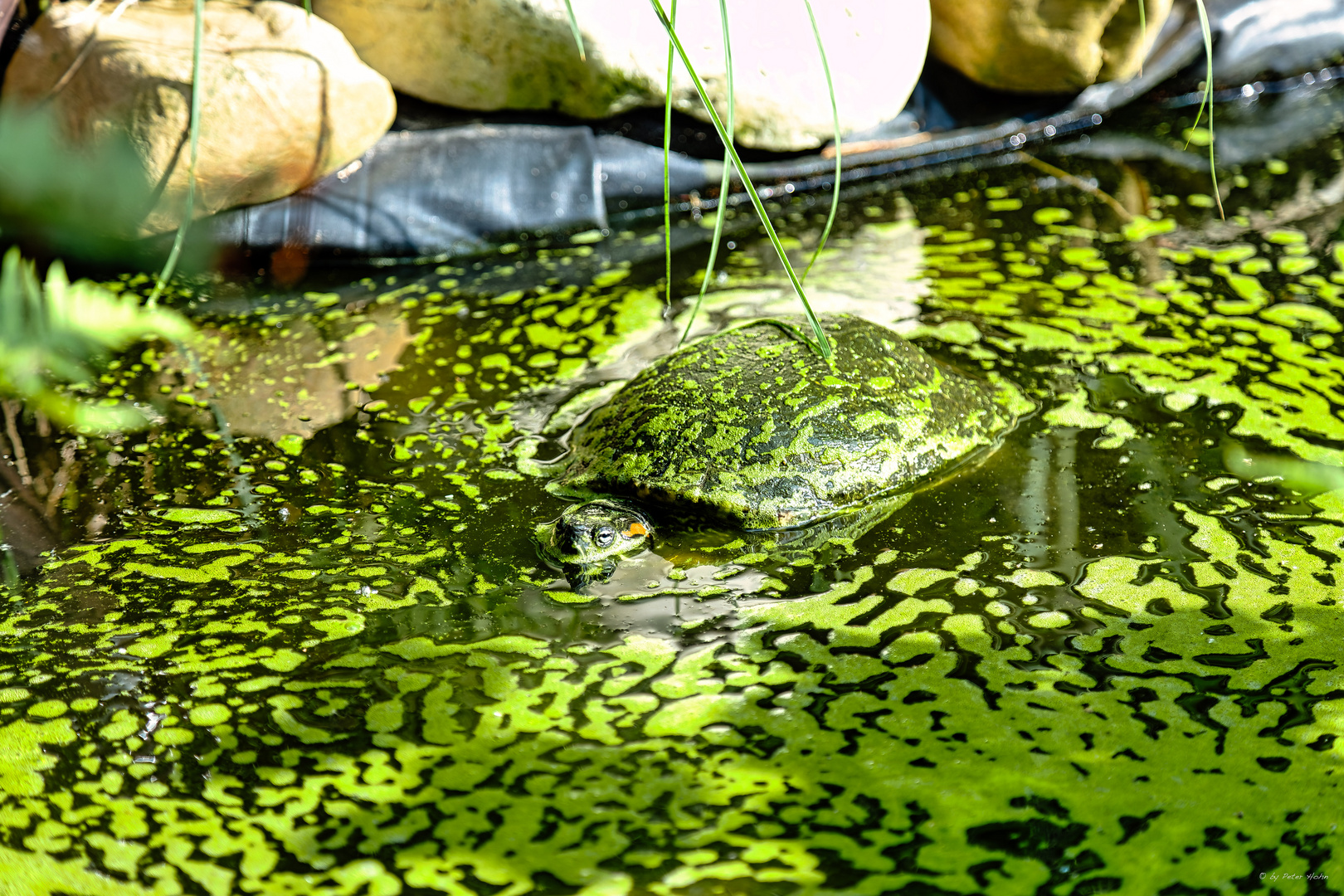 Mr. BIG in GREEN