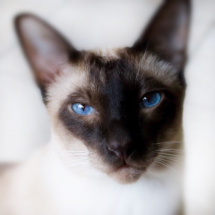 Mr. Blue Eye