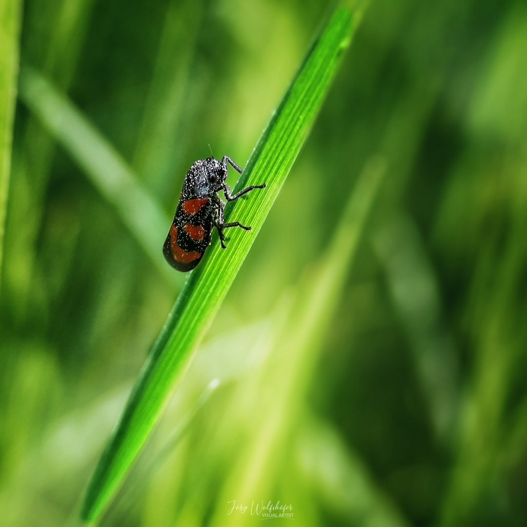 Mr. Bug