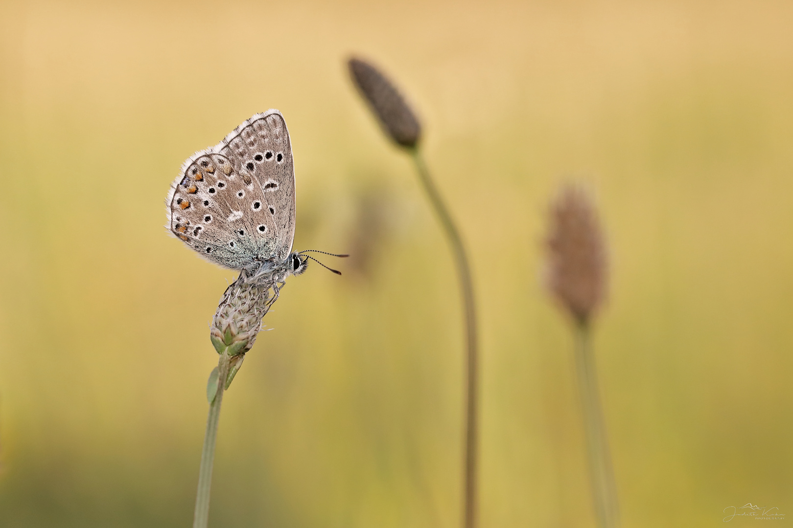 Mr Butterfly