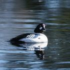 Mr Common goldeneye