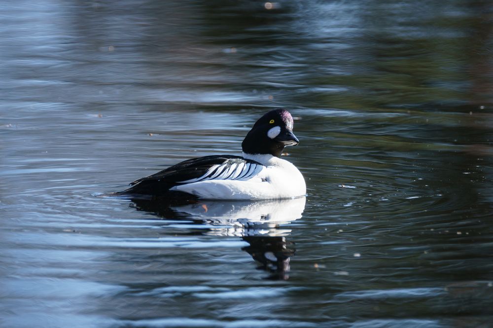 Mr Common goldeneye