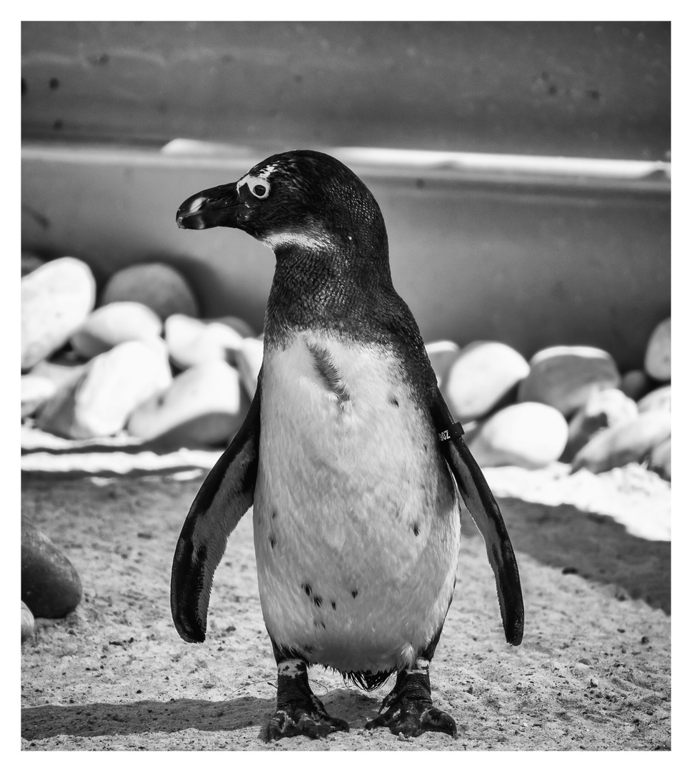 Mr Cool Man Foto Bild Tiere Zoo Wildpark Falknerei Vogel Bilder Auf Fotocommunity