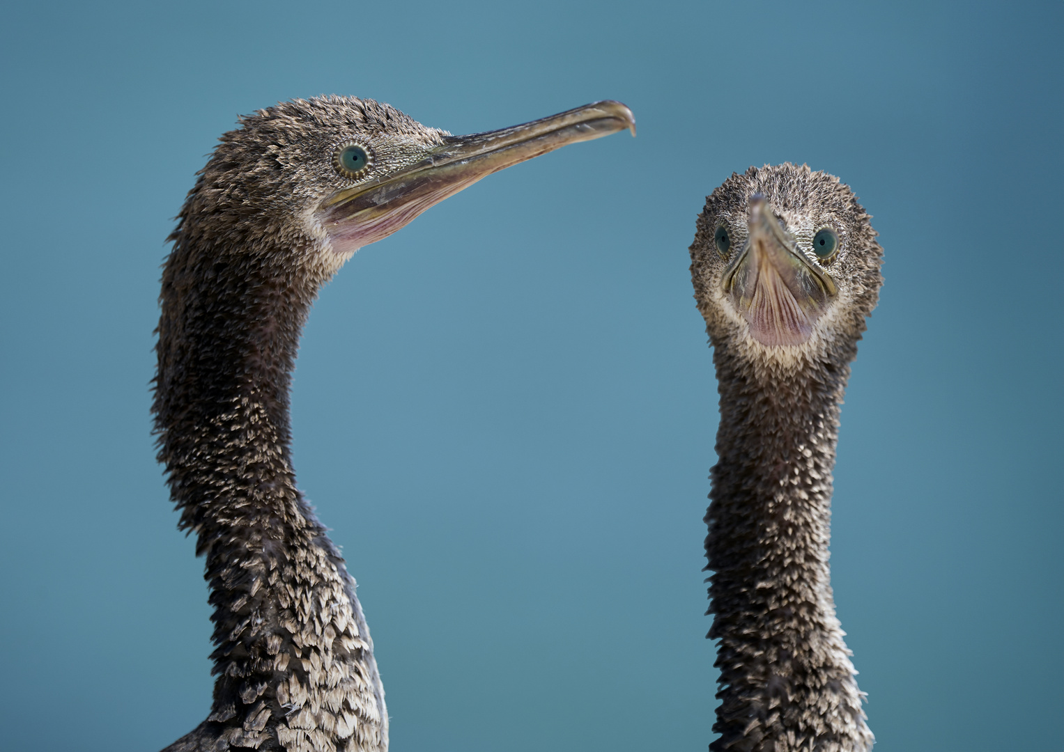 Mr. Cormorant