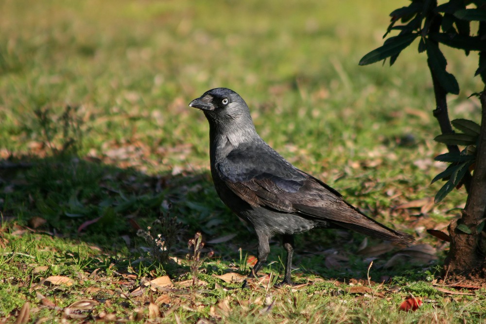 Mr. Corvus