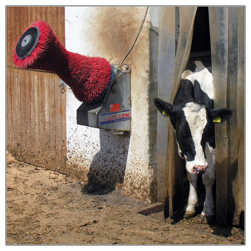 Mr. Cow-Wash