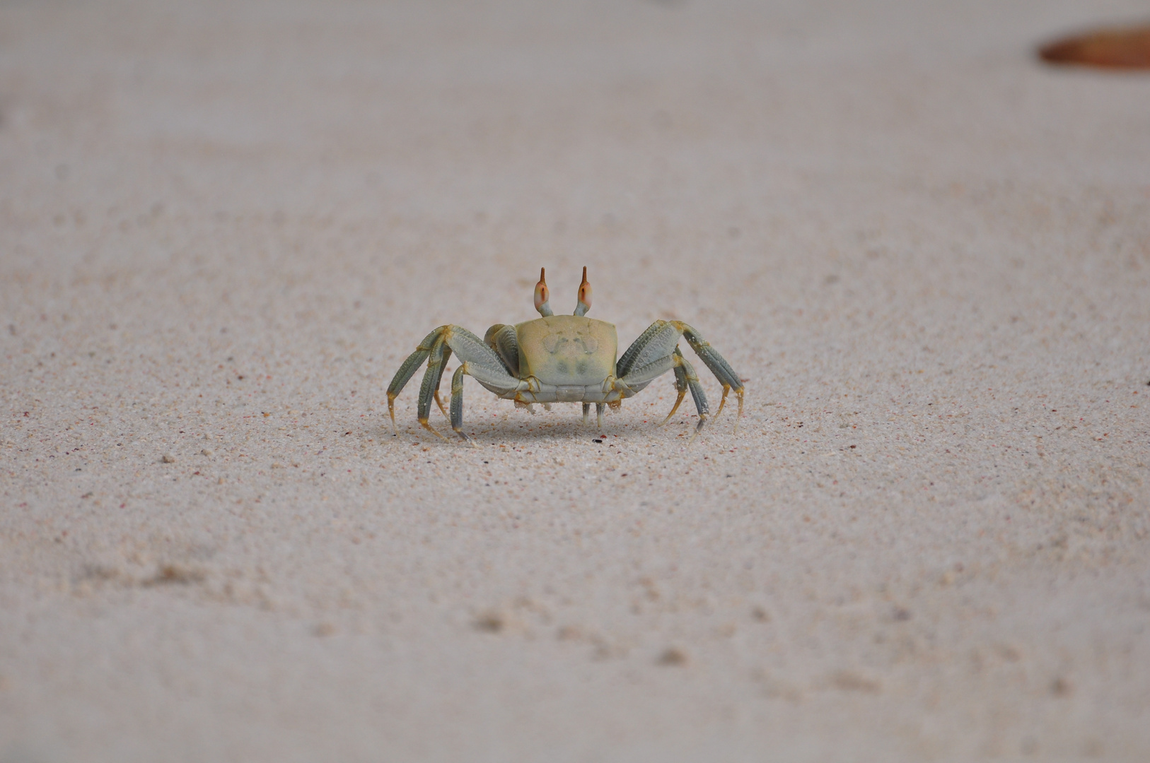 mr crab