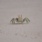 mr crab