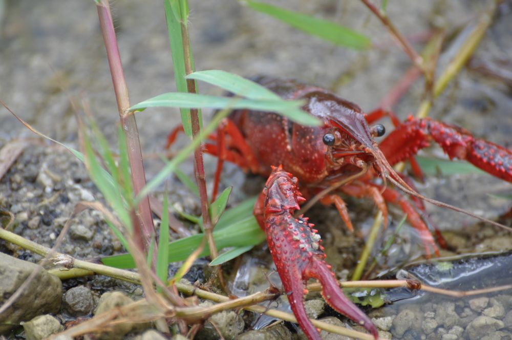 Mr. Crab D´Sete Cidades