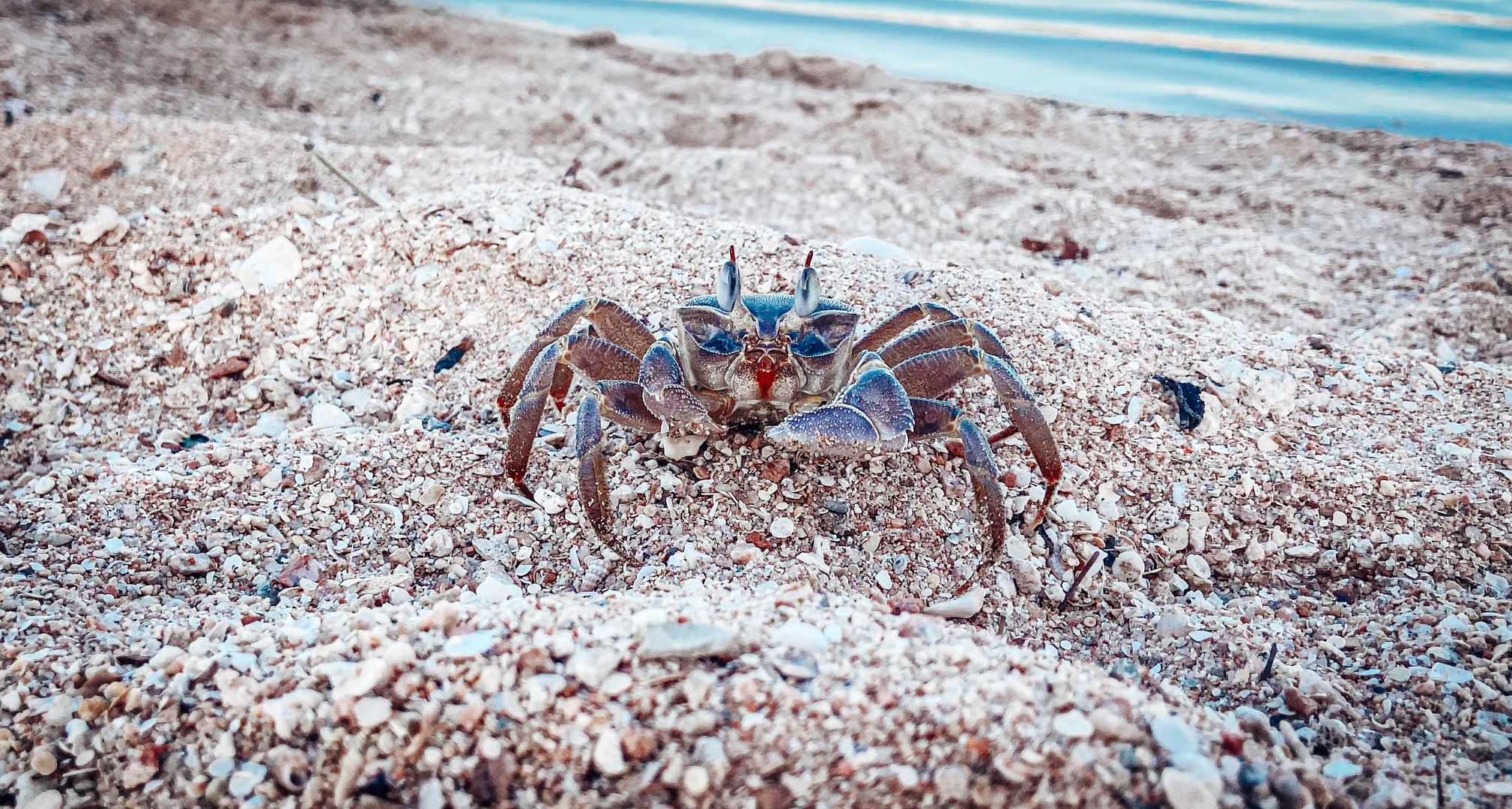 Mr. Crabs