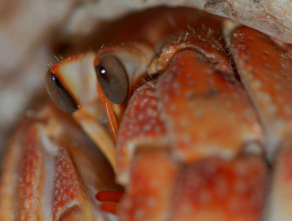 Mr. Crabs :)