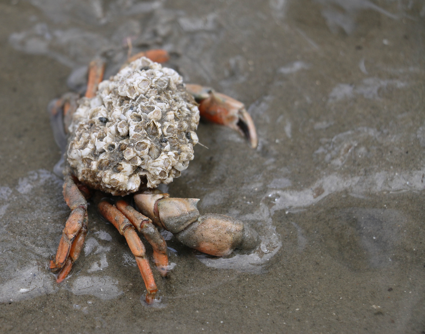 Mr. Crabs trägt Dreadlocks