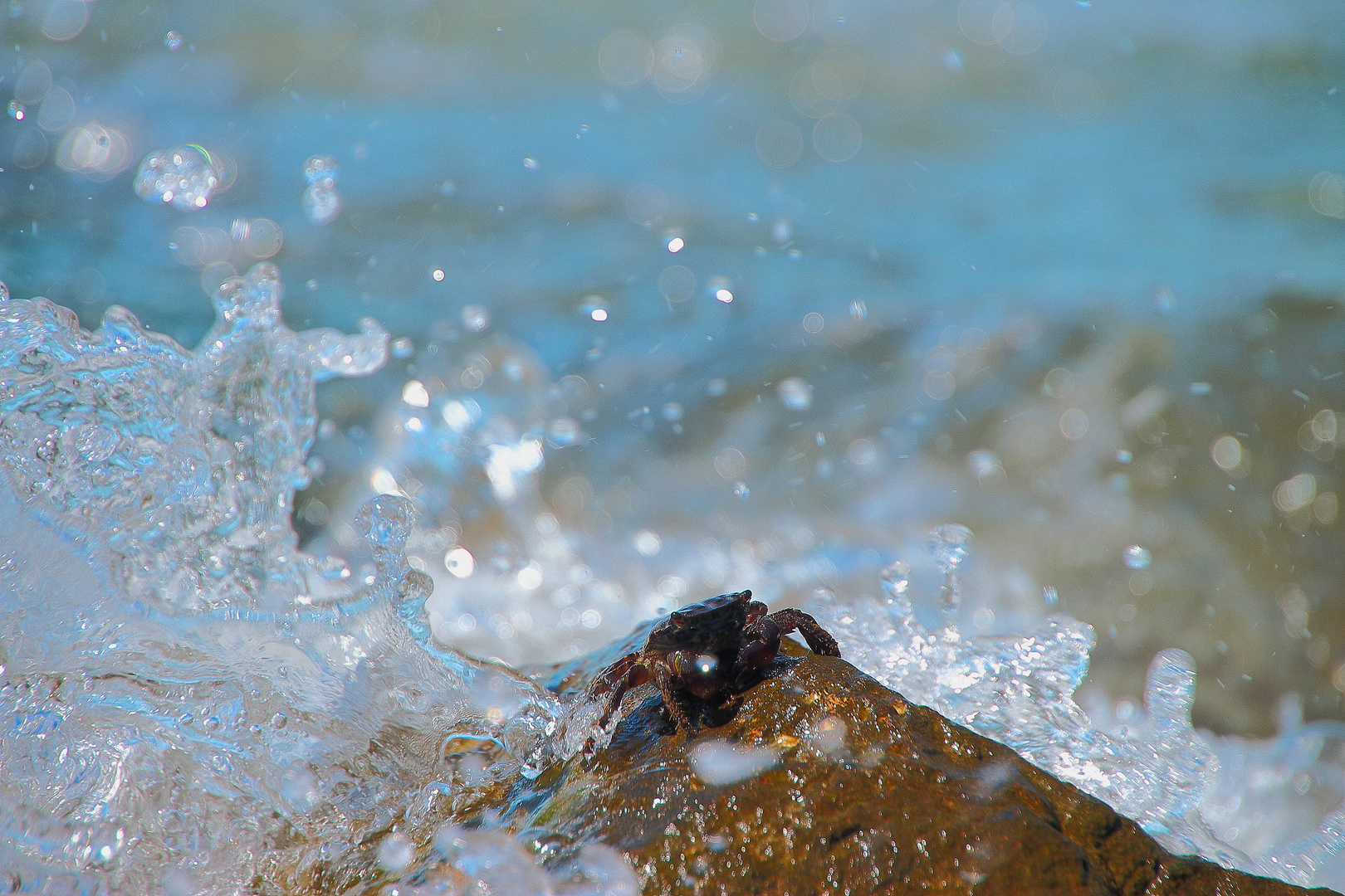 Mr. Crabs trotzt der Brandung