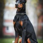 Mr. Doberman