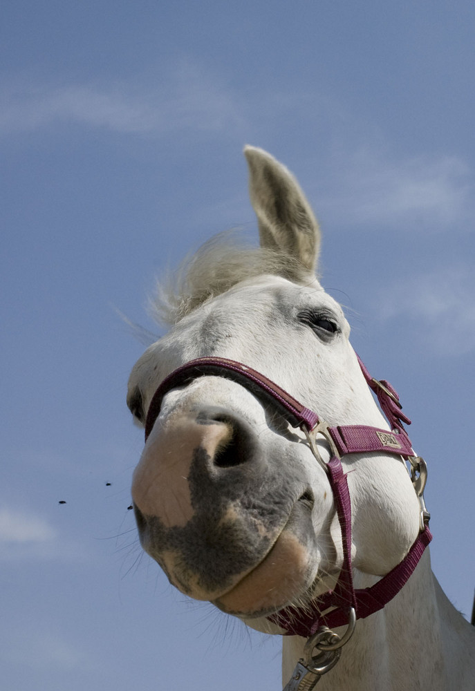 Mr. Ed jumps the flies