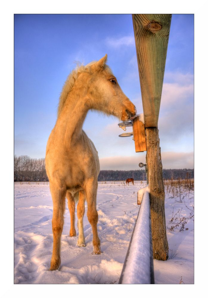 Mr. Ed v. Schleck [HDRi]