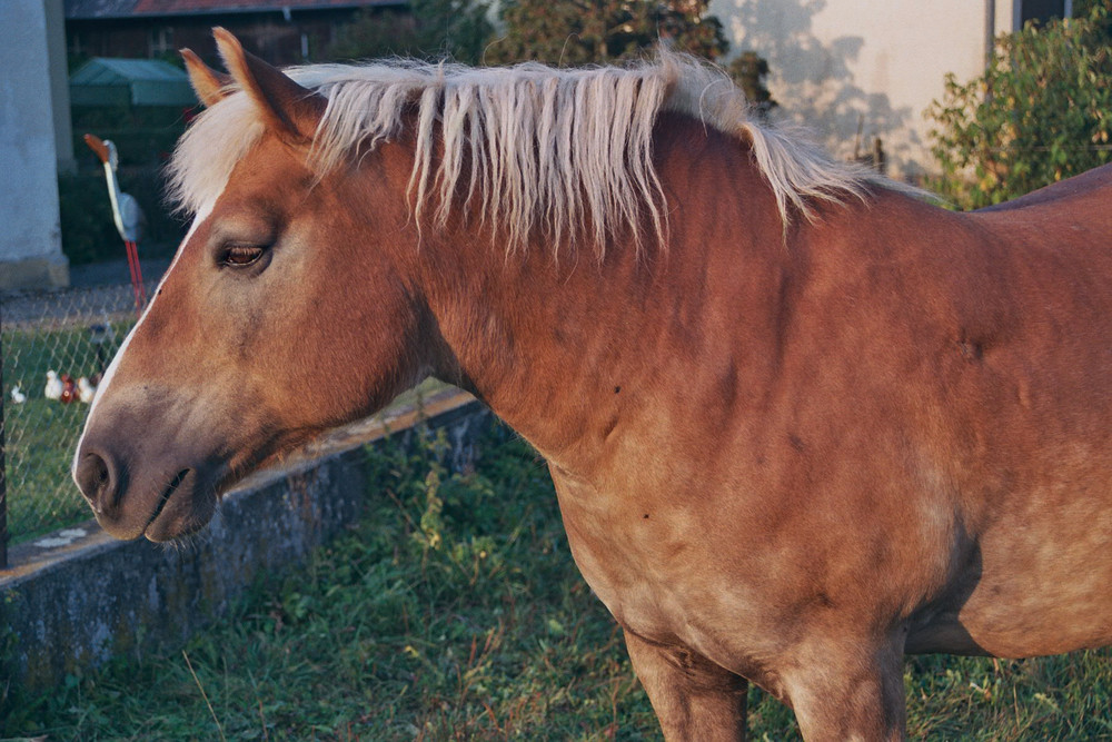 Mr Ed war gestern