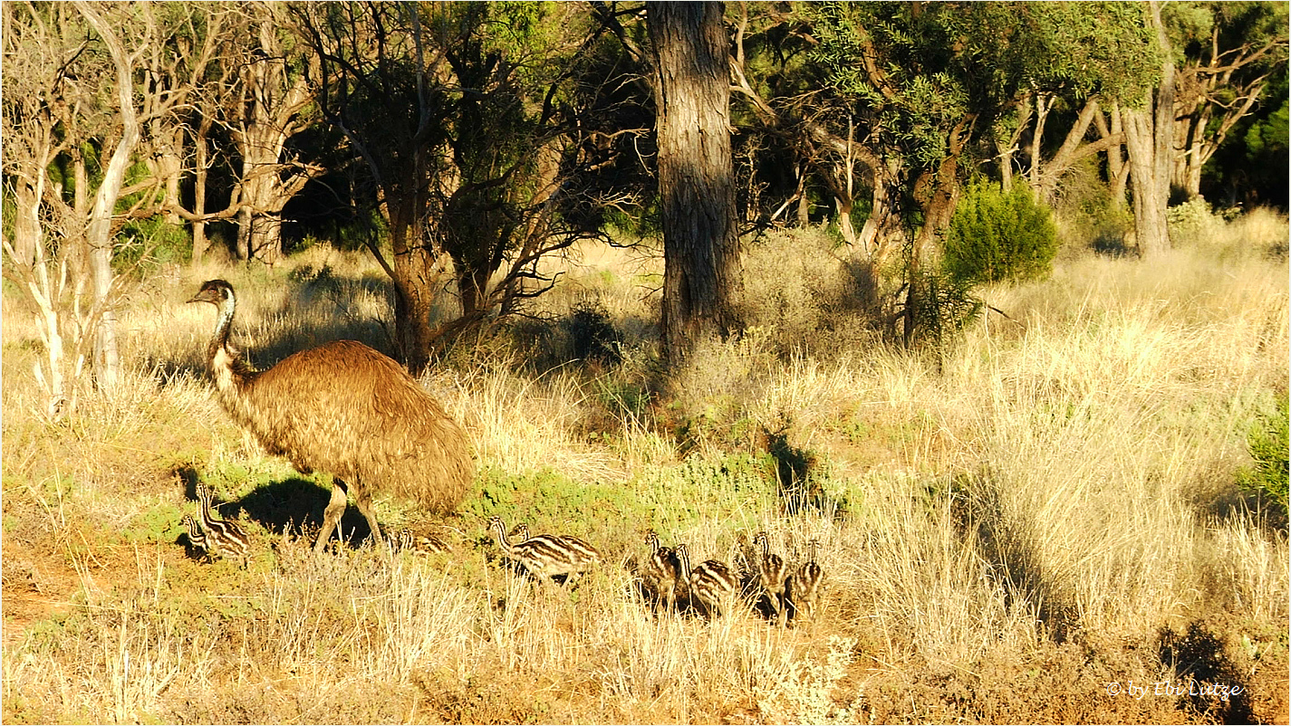 *** Mr. Emu and his Nursery ***