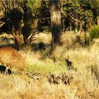 *** Mr. Emu and his Nursery ***