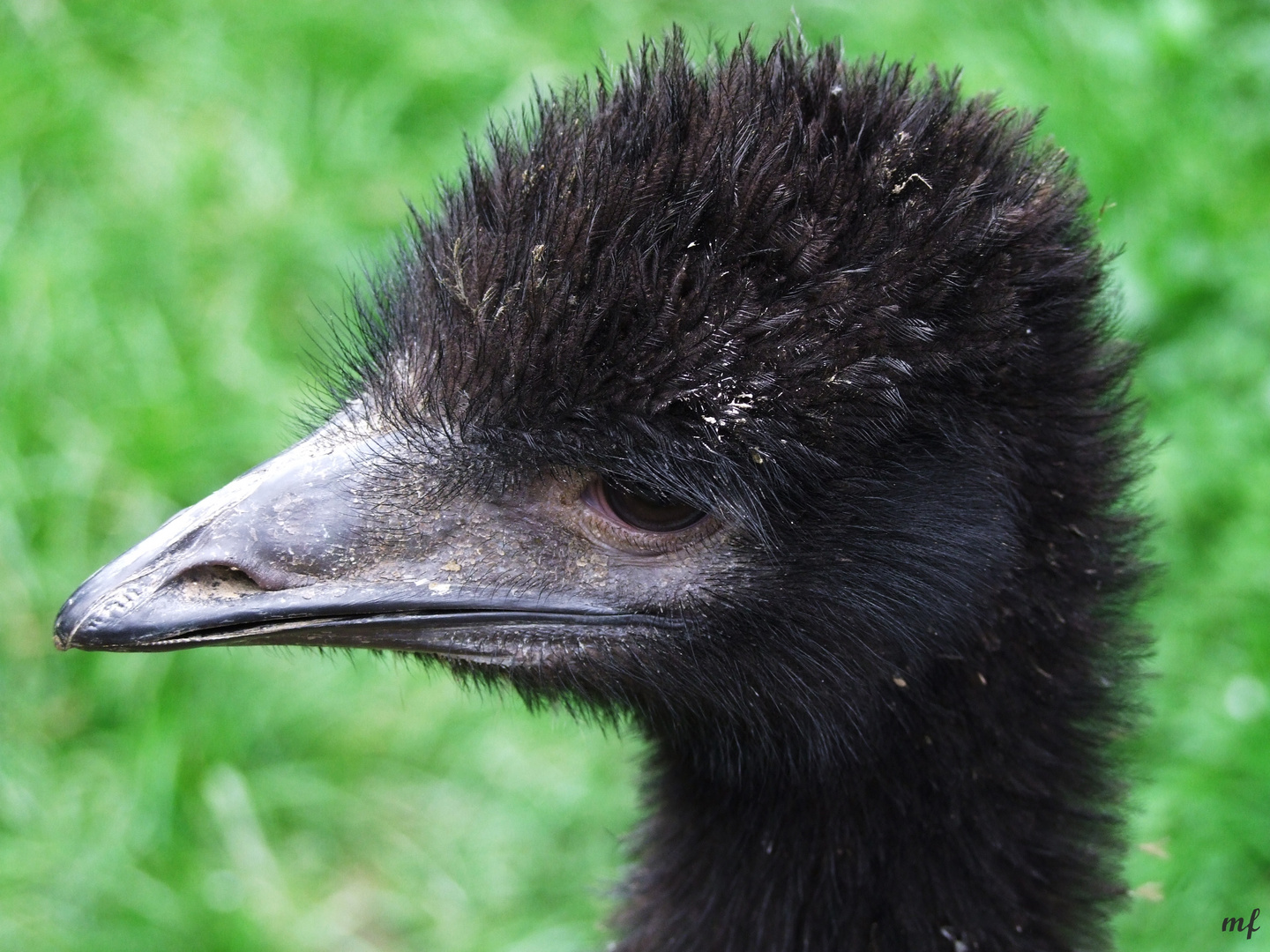 Mr. Emu Junior