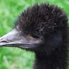 Mr. Emu Junior