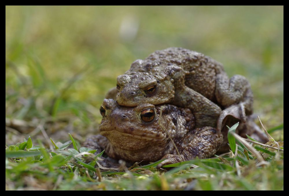 Mr et Mme crapaud...