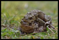 Mr et Mme crapaud...