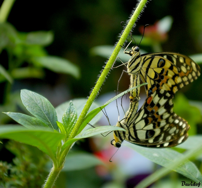 Mr et Mme Papillon !