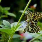 Mr et Mme Papillon !