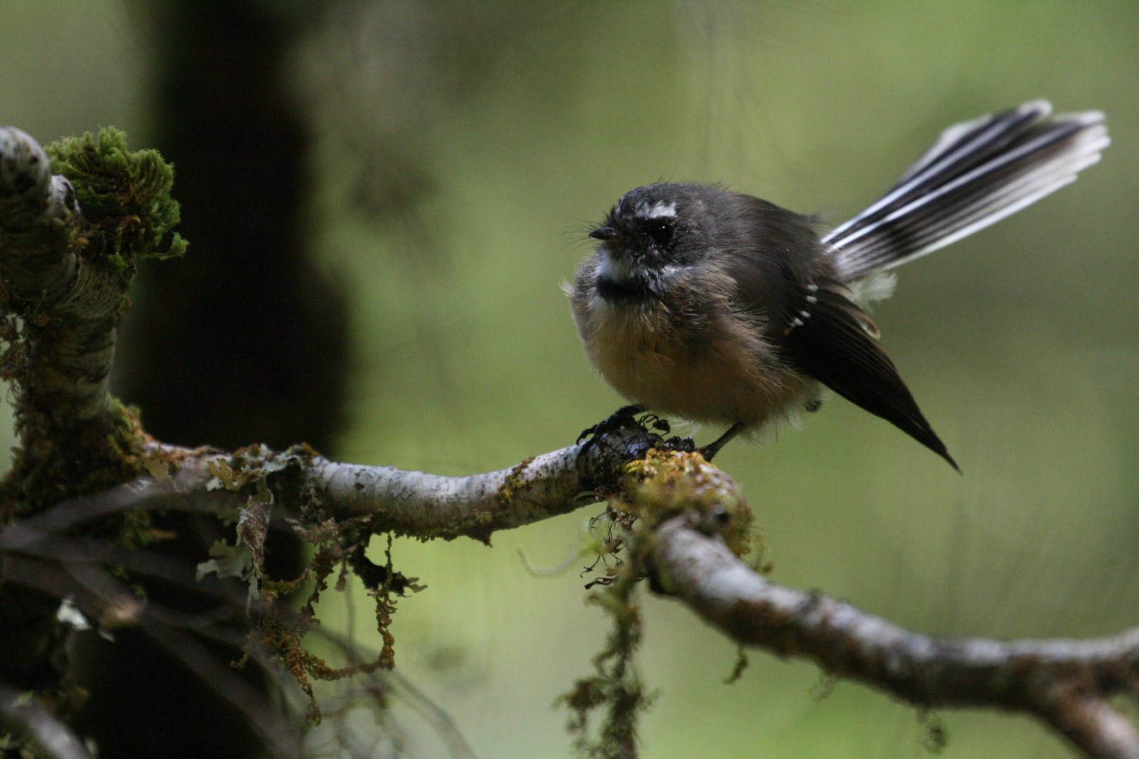 Mr. Fantail is watching you