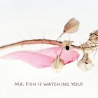 MR. FISH