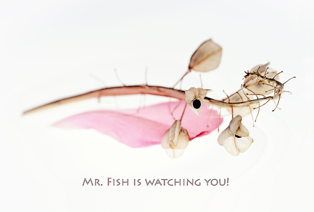 MR. FISH