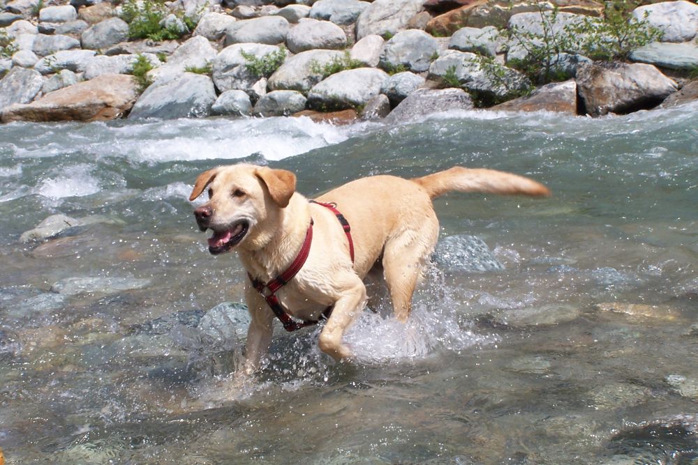 Mr Flake, a very happy Labrador