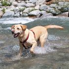 Mr Flake, a very happy Labrador