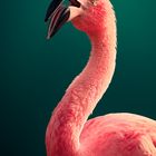 Mr. Flamingo